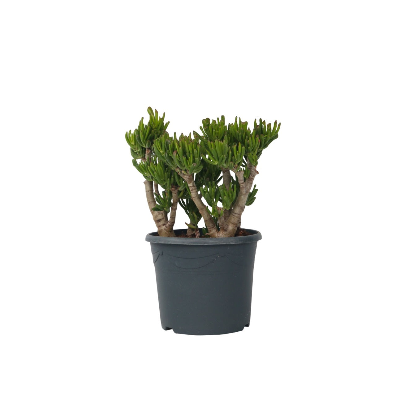 Jade Plant - Crassula Ovata 'hobbit' - Height 55-60cm - ⌀30cm | Set of 1 | Green