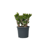 Jade Plant - Crassula Ovata 'hobbit' - Height 55-60cm - ⌀30cm | Set-of-1 | Green