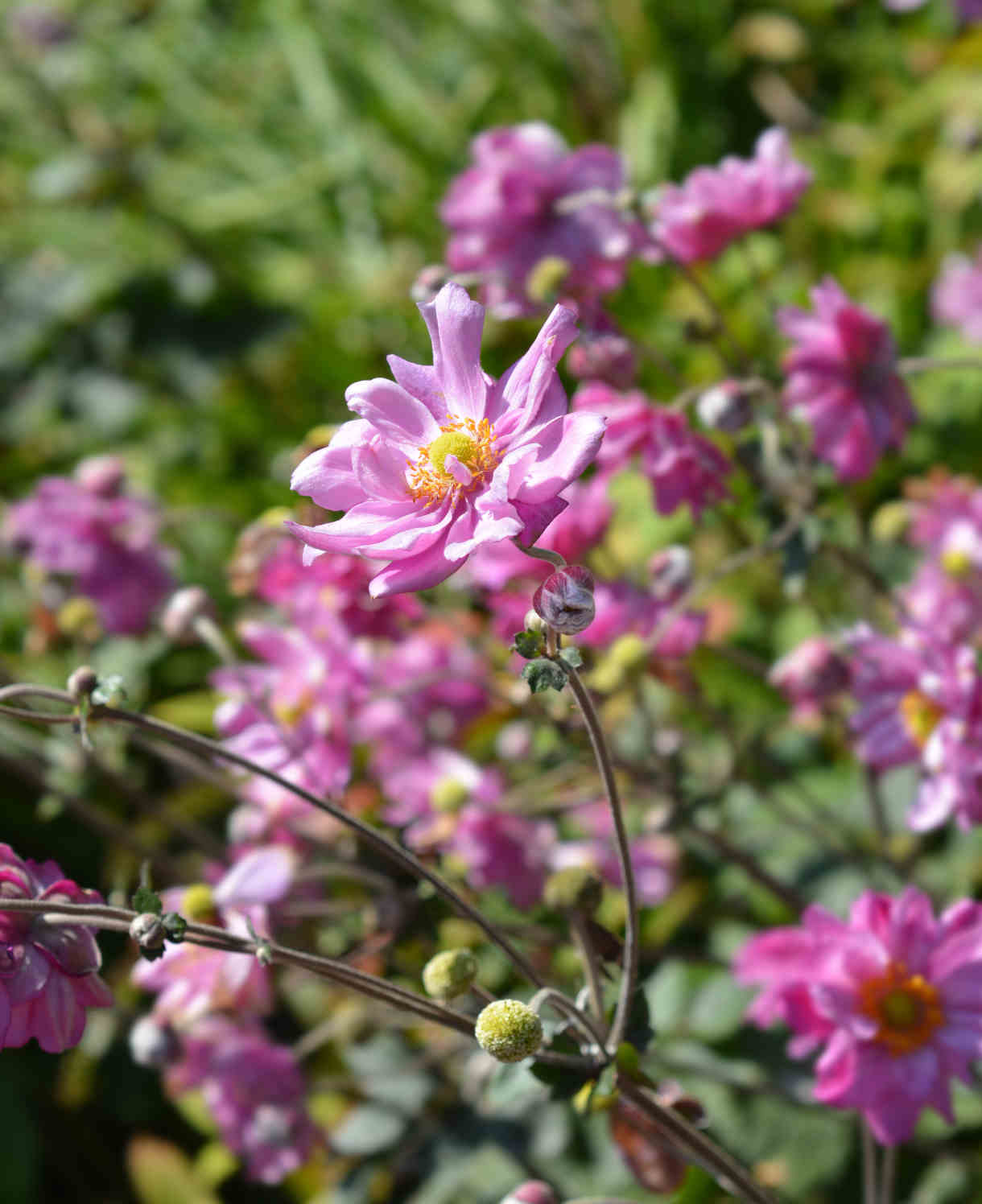 Anemone X Hybrida Queen Charlotte - 9cm Pots | 3 x 9cm | Pink