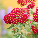 Yarrow 'colour Burst Red' (achillea Millefolium) | 3 x Jumbo Plugs | Red