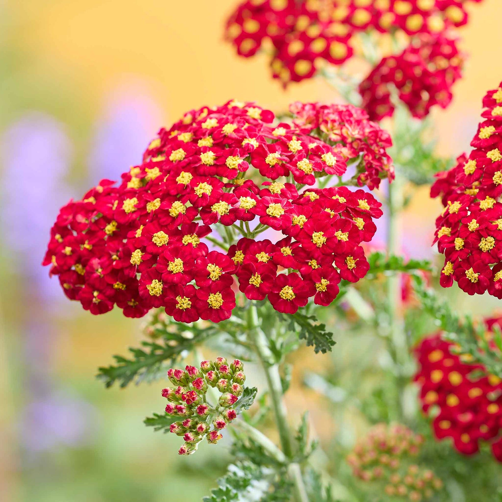 Yarrow 'colour Burst Red' (achillea Millefolium) | 3 x Jumbo Plugs | Red