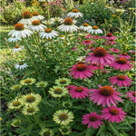 Echinacea Jewel Collection - 9cm Pots. | 3 x 9cm | Multi