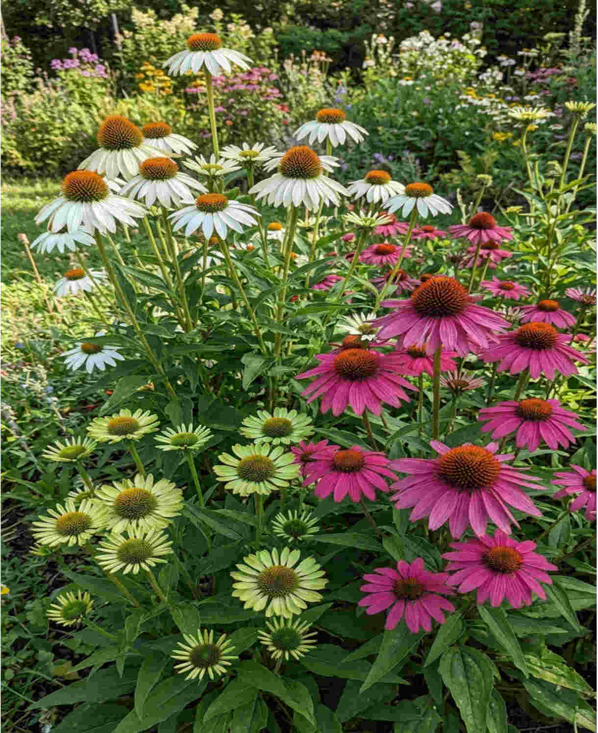 Echinacea Jewel Collection - 9cm Pots. | 3 x 9cm | Multi