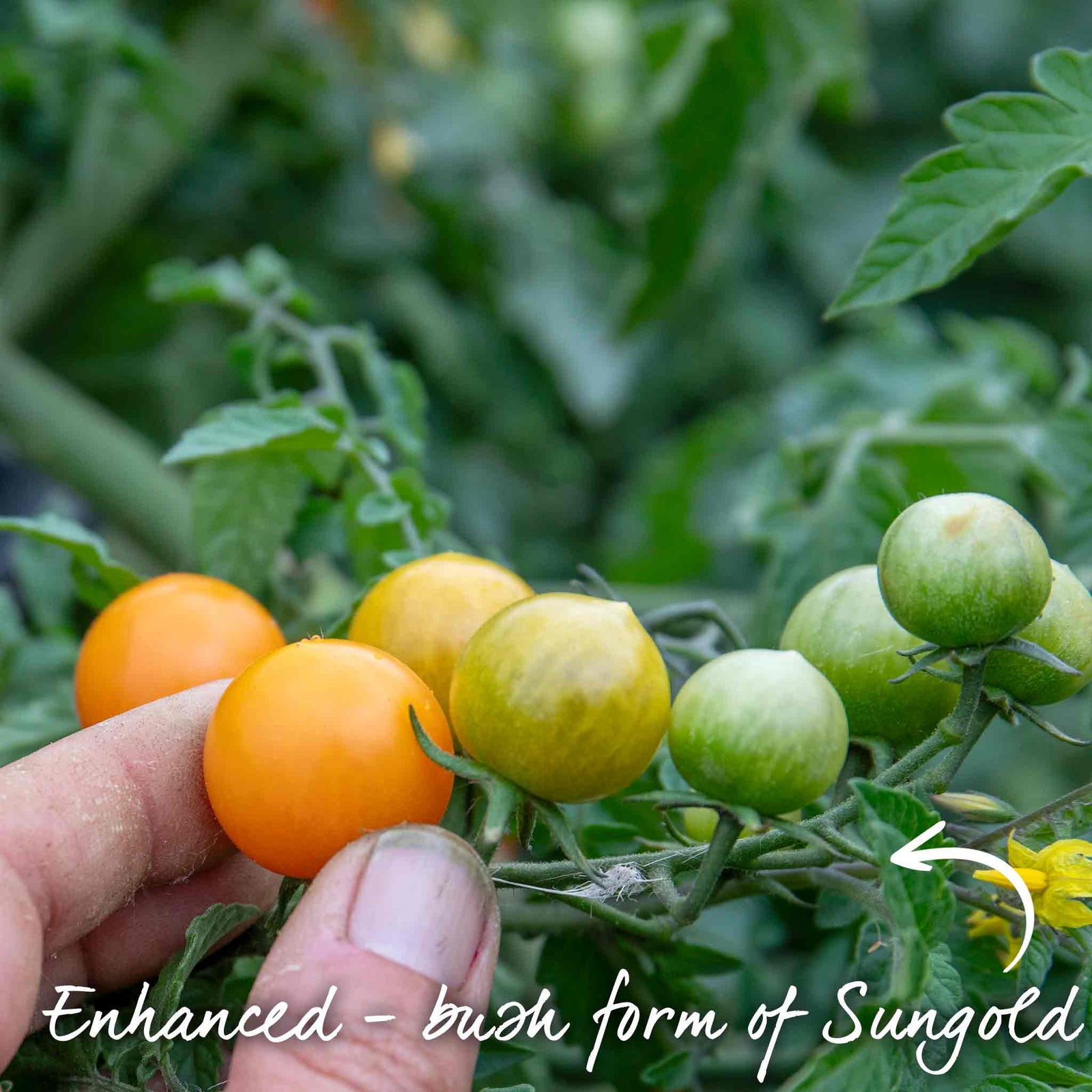 Tomato Seeds Orangeto F1 | 8 Seeds