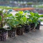 Cottage Garden Selection - 9cm Mixed Perennial Plants, Pollinator-friendly | 3 x 9cm | Multi