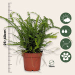 Sword Fern - 2 Pcs. - Nephrolepis 'duffii' - Height 25-40cm - ⌀12cm | Set of 2 | Green