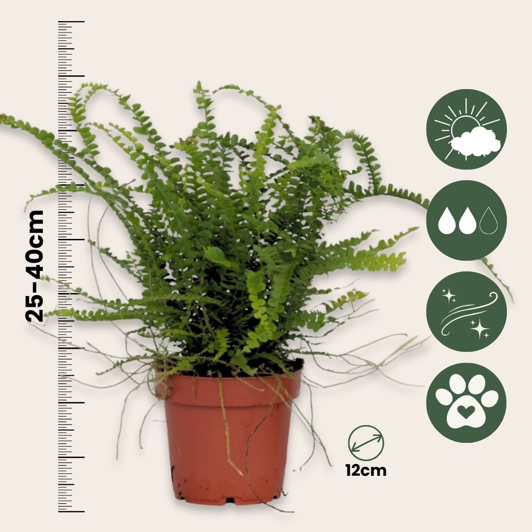 Sword Fern - 2 Pcs. - Nephrolepis 'duffii' - Height 25-40cm - ⌀12cm | Set of 2 | Green