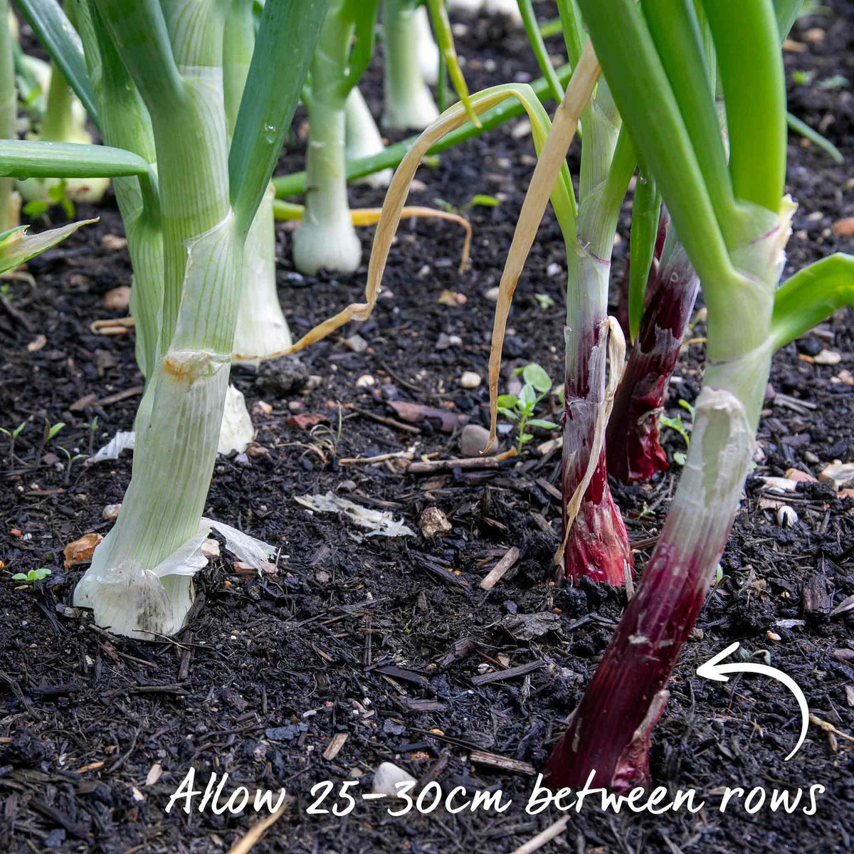 Marshalls Garden Autumn Planting Onion Sets 'electric' - Approx 65-75 Sets