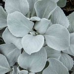 Senecio 'angel Wings' Silver-foliage Perennial 2l | Set of 1 | Yellow