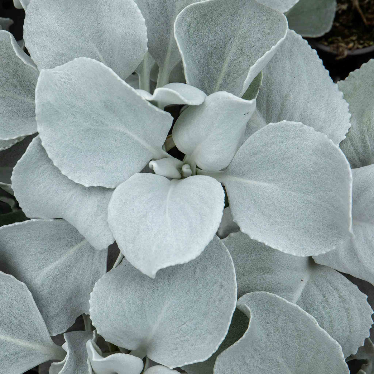 Senecio 'angel Wings' Silver-foliage Perennial 2l | Set of 1 | Yellow