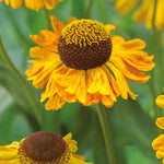 Helenium 'carmen' - Plug Plants | 5 x Plug Plants | Yellow