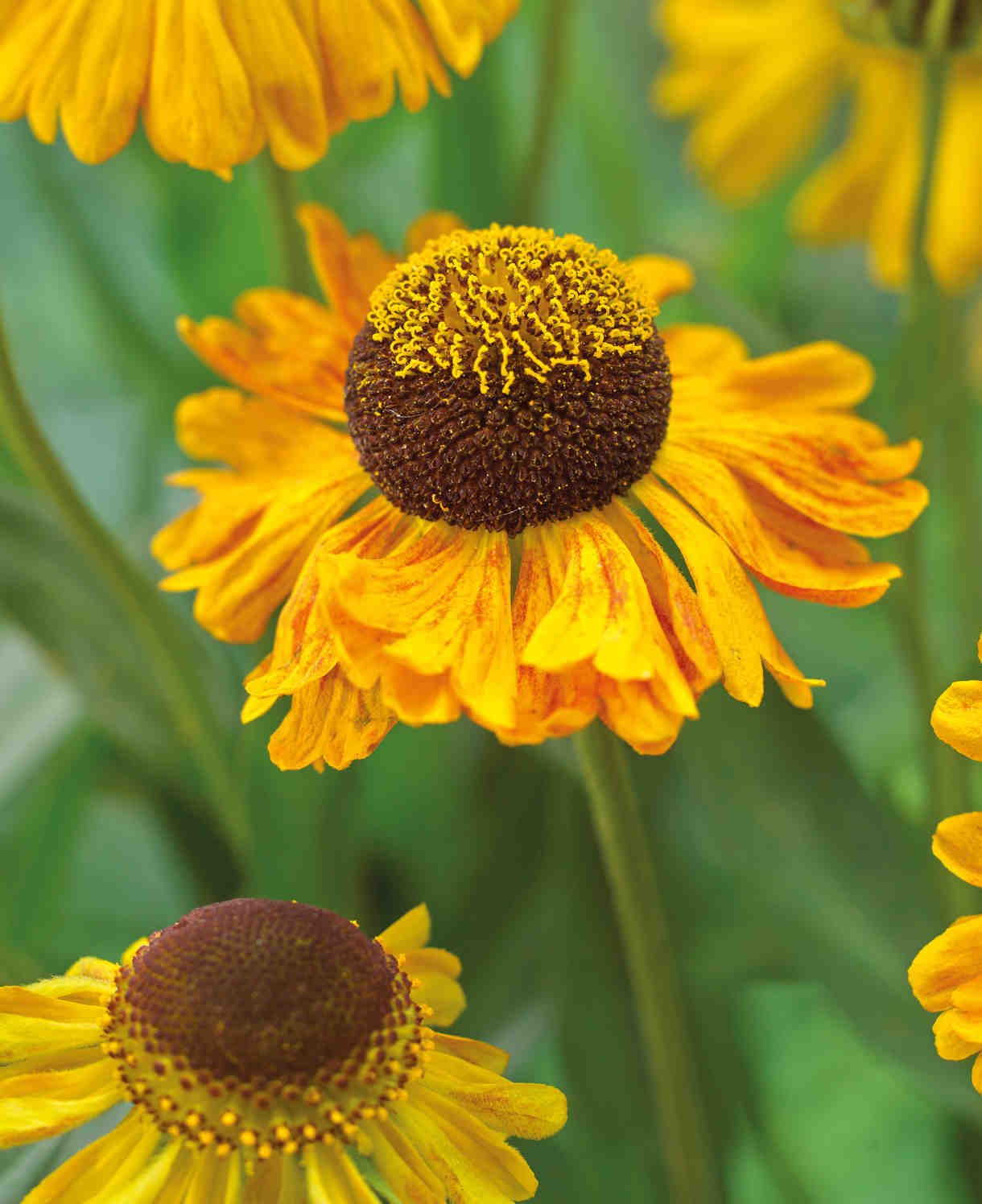 Helenium 'carmen' - Plug Plants | 5 x Plug Plants | Yellow