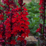 Lobelia Speciosa Starship Scarlet Bronze Leaf - XL Young Plants | 3 x Jumbo Plugs | Deep Red