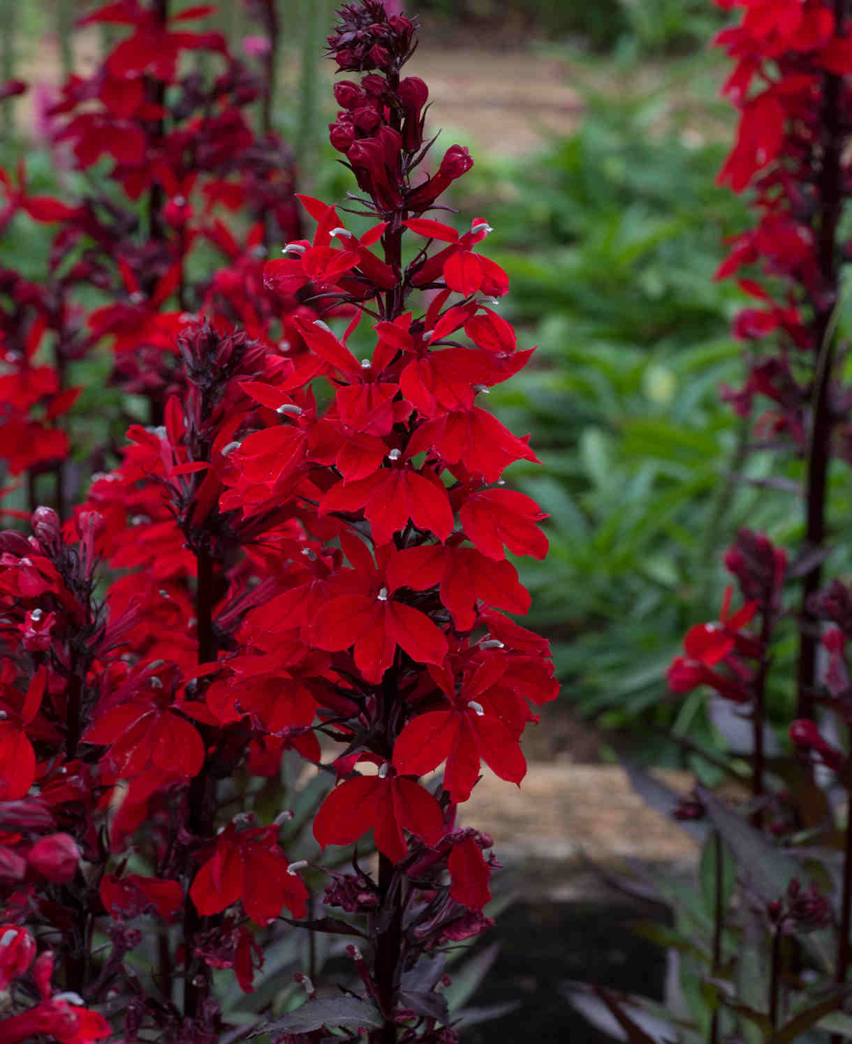 Lobelia Speciosa Starship Scarlet Bronze Leaf - XL Young Plants | 3 x Jumbo Plugs | Deep Red