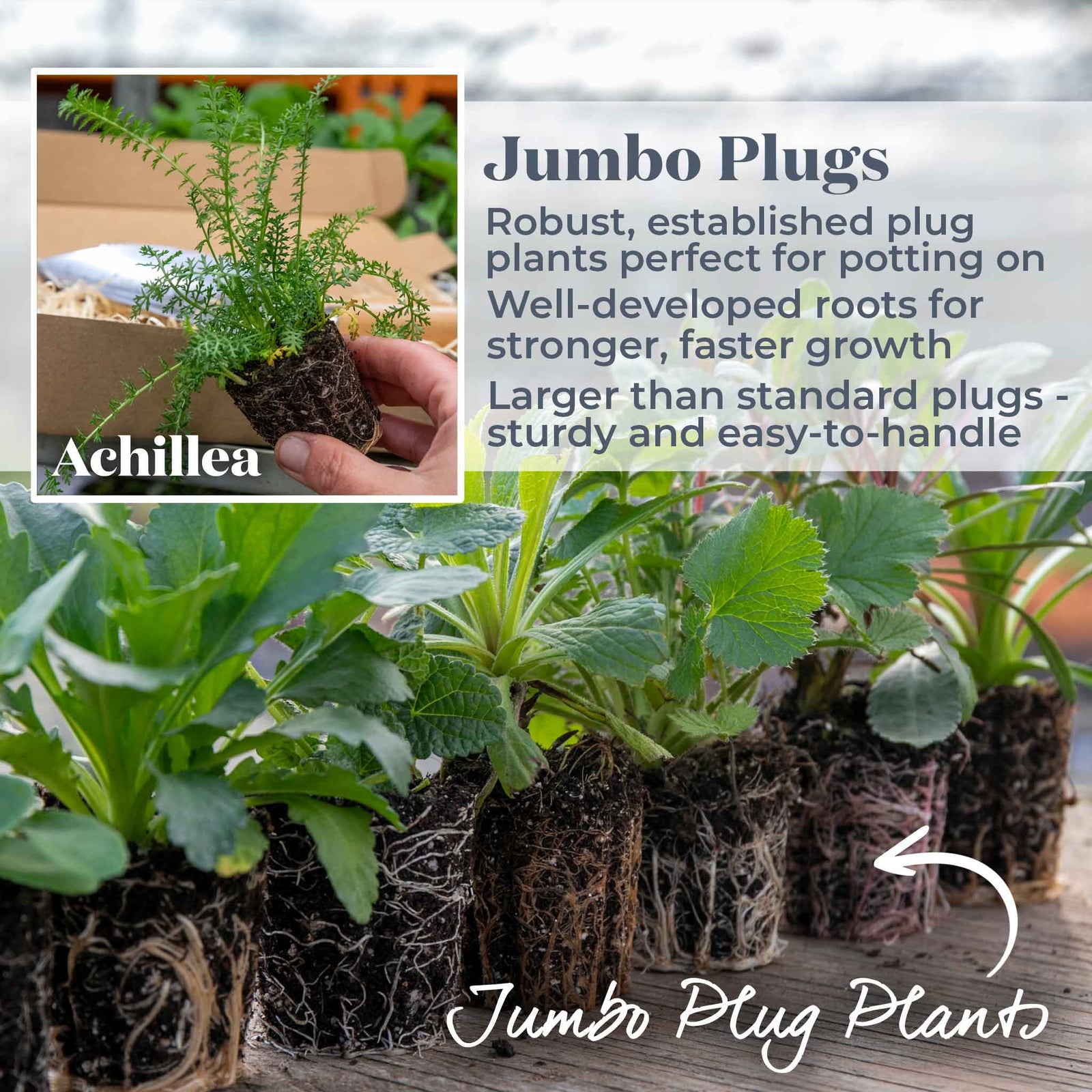 Achillea 'summer Berries Mixed' - Summer Perennial | 20 x Pro Grower Plugs | Multi