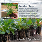 Achillea 'summer Berries Mixed' - Summer Perennial | 60 x Pro Grower Plugs | Multi