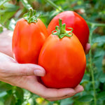 Super Mama Tomato - Compact Patio Variety Seeds | 15 Seeds