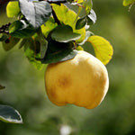 Cydonia Oblonga Quince Vranja Fruit Tree 5-6ft Tall 7.5 Litre Pot