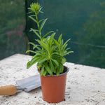 Dianthus 'dash Magician' - Colour-changing Perennial | 3 x 9cm