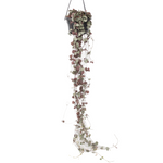 String Of Hearts - Ceropegia Linearis Woodii - Height 20-30cm - ⌀14cm | Set-of-1 | Pink