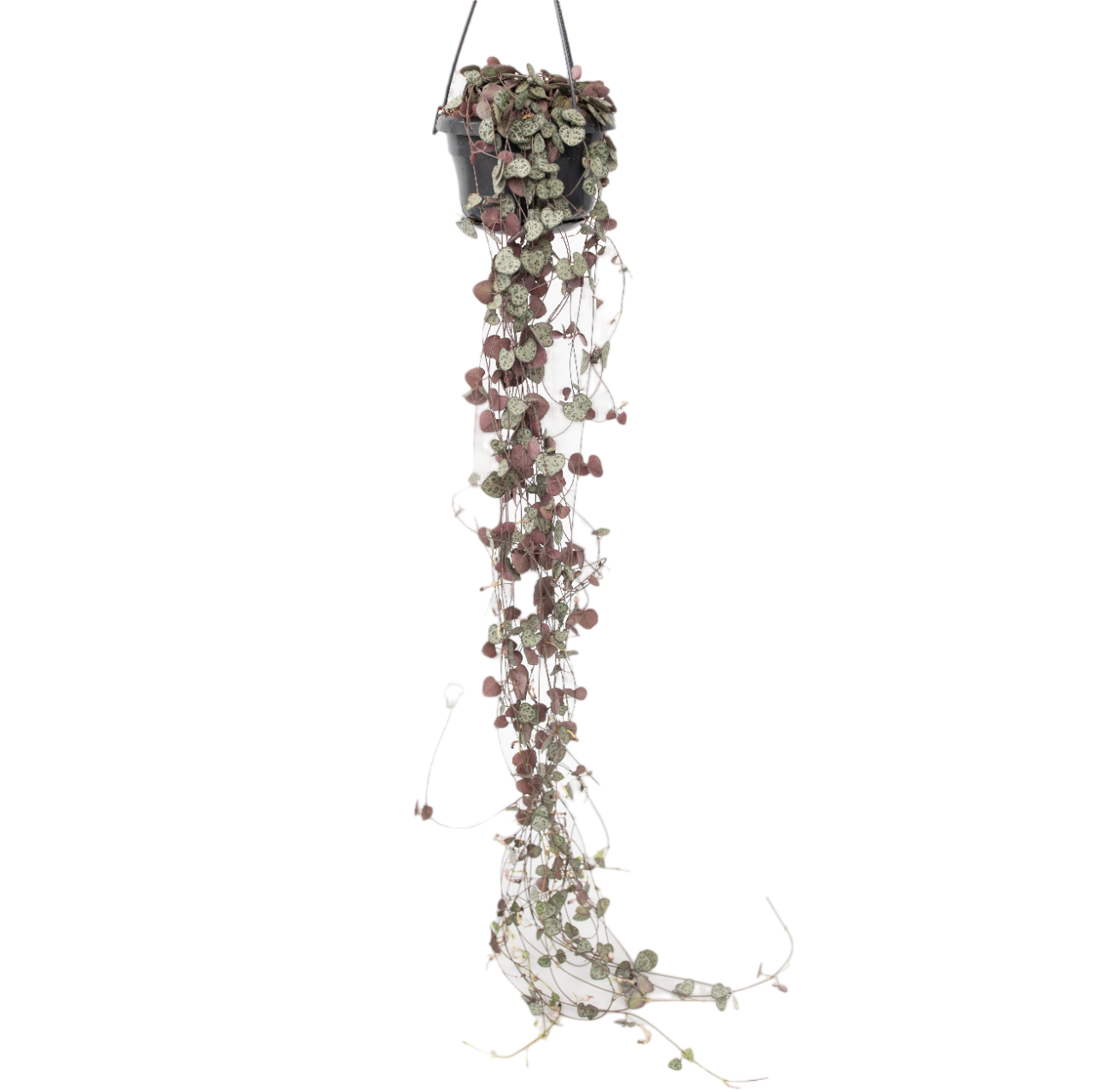 String Of Hearts - Ceropegia Linearis Woodii - Height 20-30cm - ⌀14cm | Set-of-1 | Pink