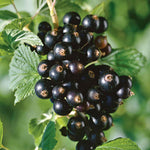 Blackcurrant 'titania' Plant | 1 x 2L | Black