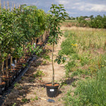 Apple 'pixie' | 1 x Bare Root