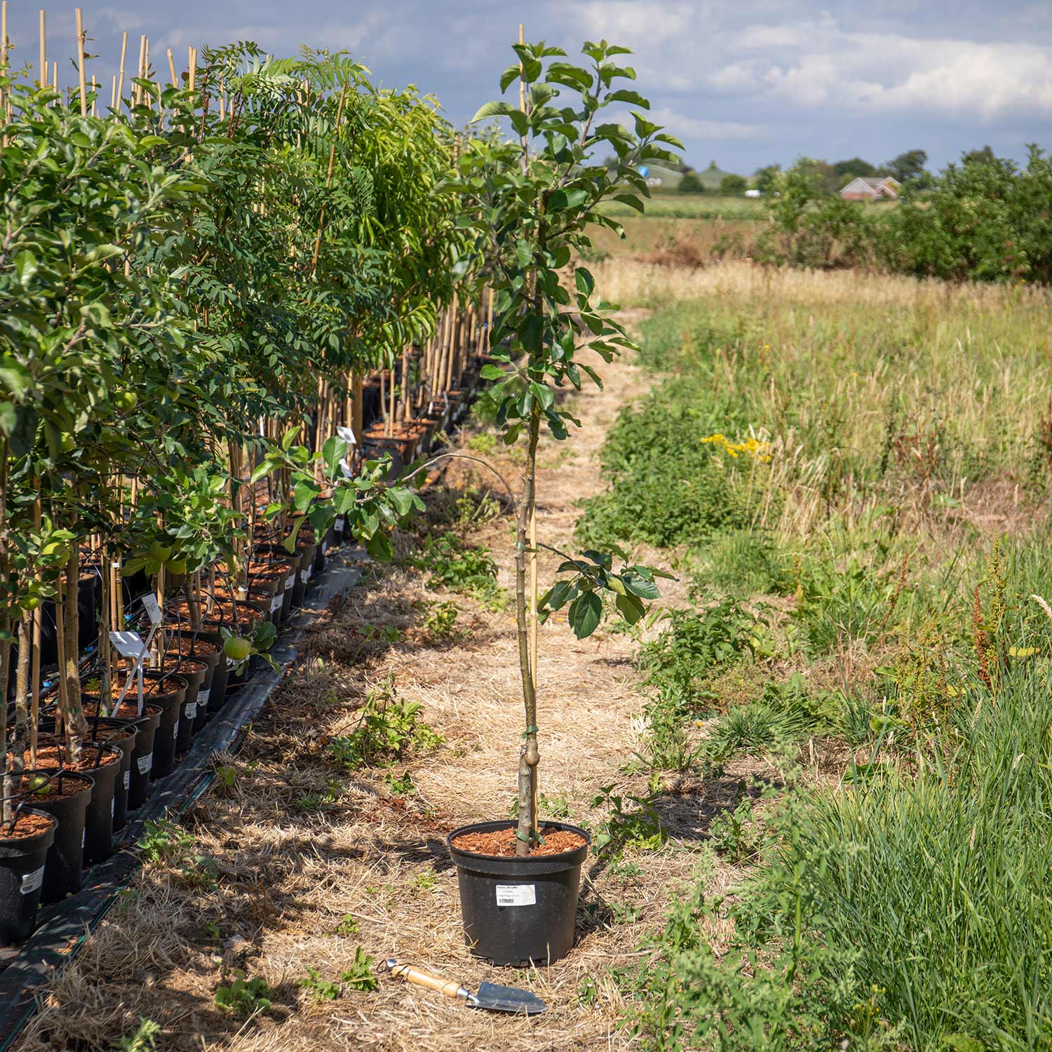 Apple 'pixie' | 1 x Bare Root
