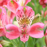 Hayloft Alstroemeria Duchesse D'anjou 'isabelle' 3 X 9cm Pots