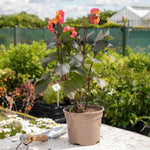 Dahlia 'mystic Fantasy' - Apricot-pink Flowers, Dark Foliage, 90-120cm | 6 x Jumbo Plugs | Multi Colour