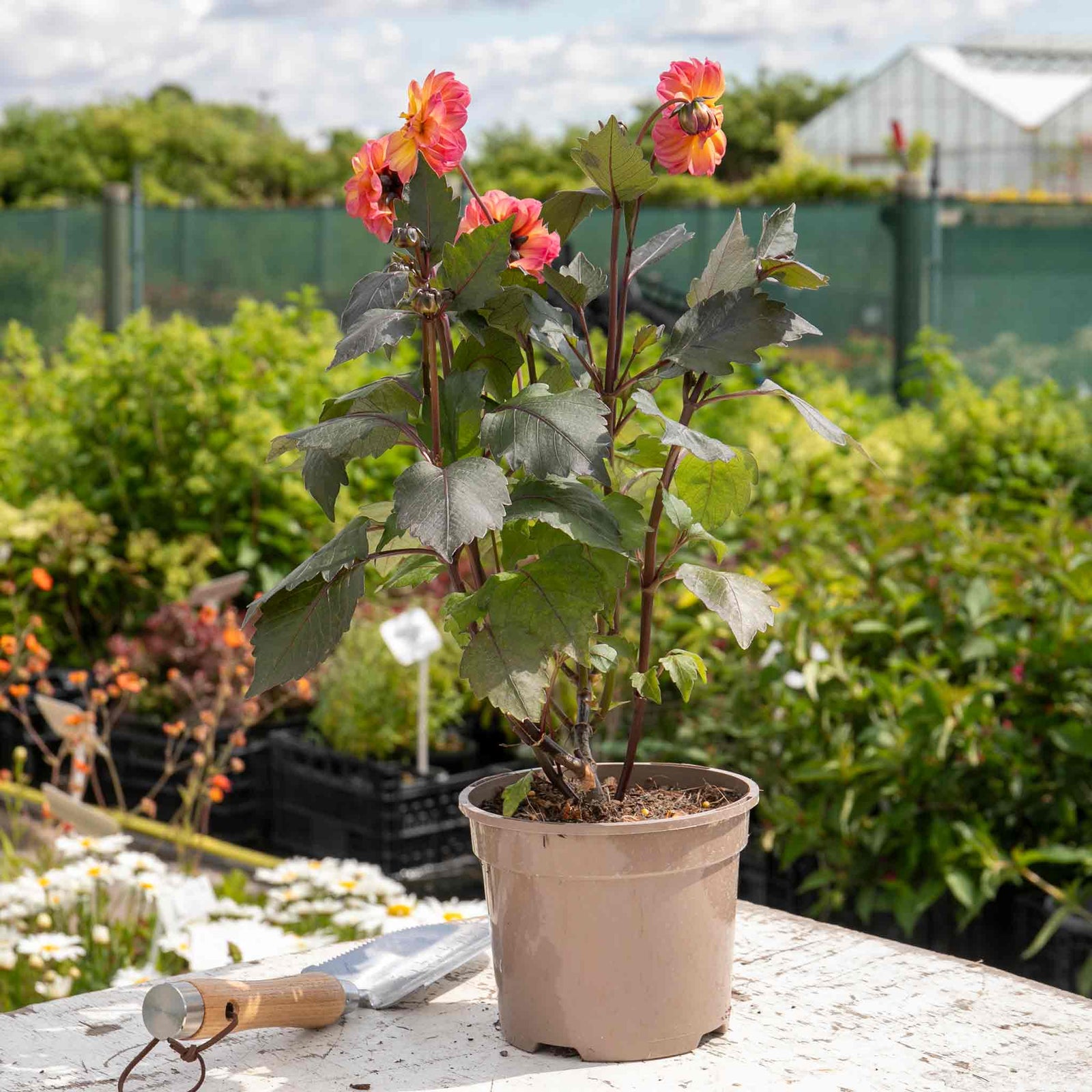 Dahlia 'mystic Fantasy' - Apricot-pink Flowers, Dark Foliage, 90-120cm | 3 x Jumbo Plugs | Multi Colour
