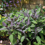 Sage 'purpurascens' (purple Sage) 1l Pot | 1 x 7cm | Green & White