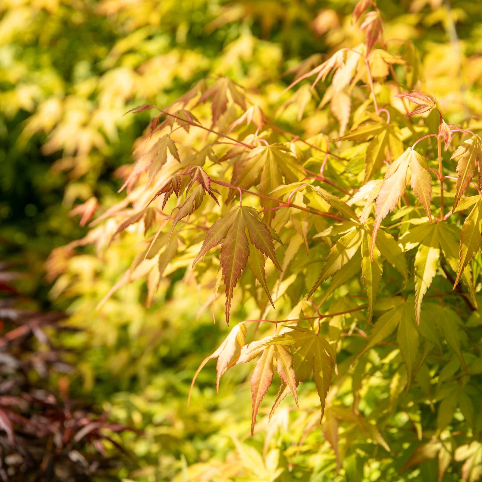 Acer Palmatum 'katsura' Japanese Maple - Ornamental | 1 x 7.5L