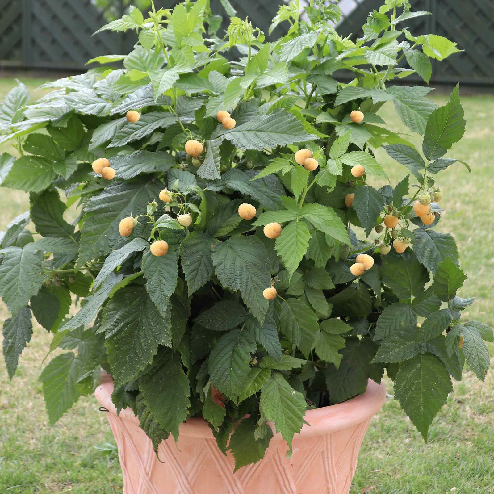 Raspberry 'summer Lovers Patio Gold' Compact Patio Raspberry With Yellow Fruit | 3 x 9cm