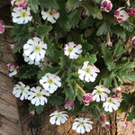 Zaluzianskya 'star Balsam' Night-scented Phlox, Fragrant Compact Perennial Plant | 3 x Jumbo Plugs | Multi