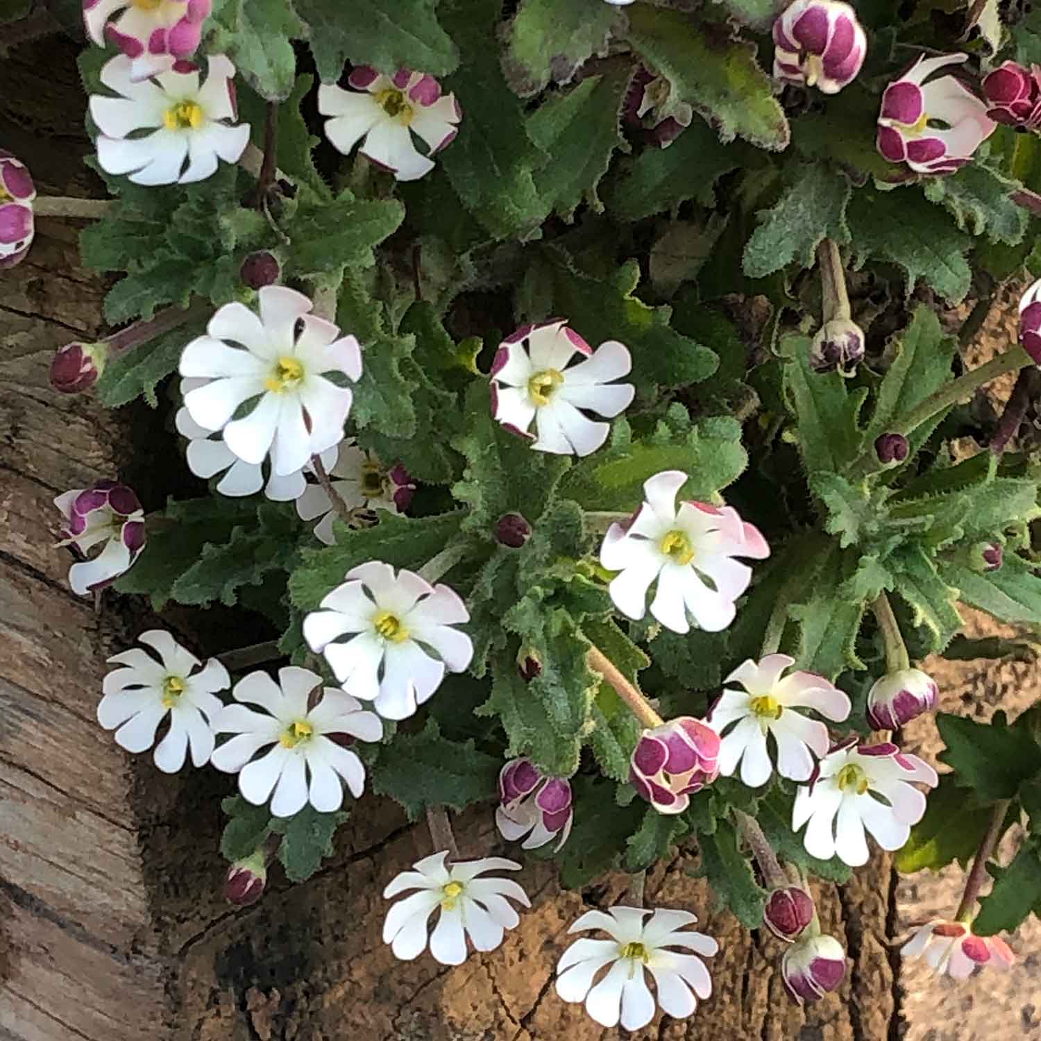 Zaluzianskya 'star Balsam' Night-scented Phlox, Fragrant Compact Perennial Plant | 6 x Jumbo Plugs | Multi