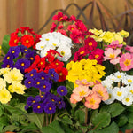Marshalls Garden Polyanthus 'stella Mix' - Hardy Winter Bedding