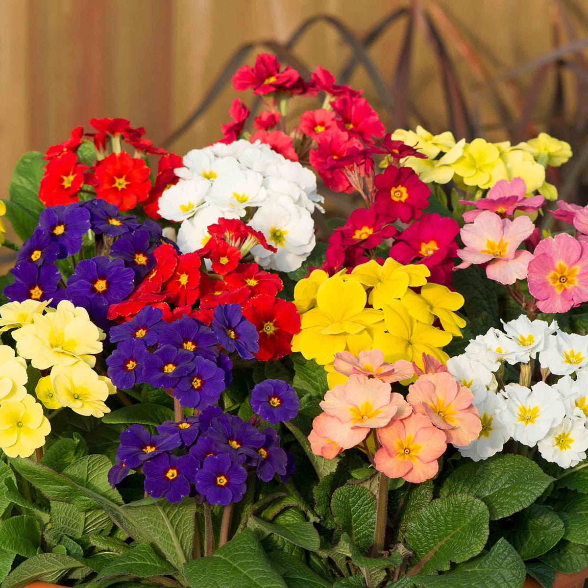 Marshalls Garden Polyanthus 'stella Mix' - Hardy Winter Bedding