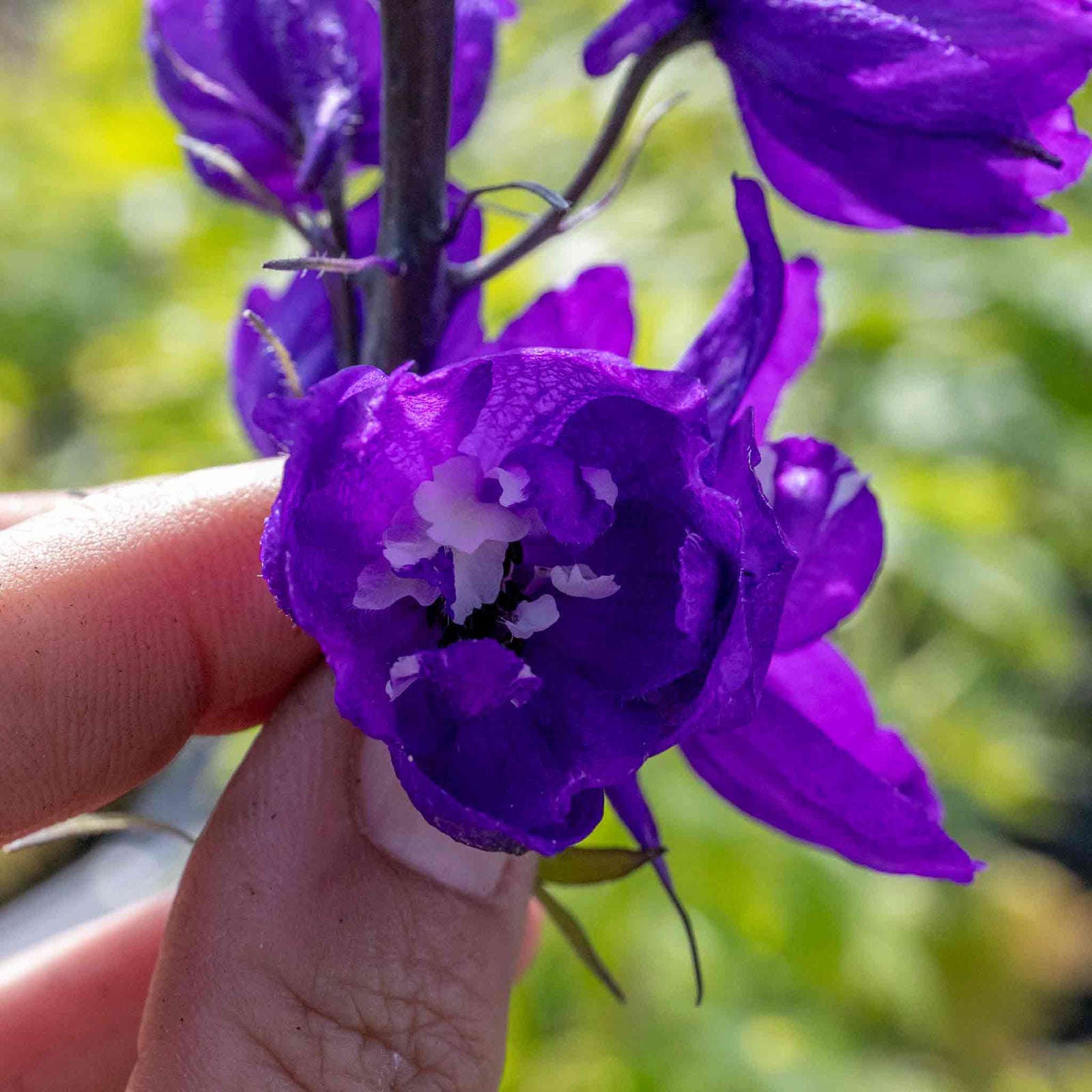 Delphinium 'magic Fountains Dark Blue White Bee' Perennial | 1 x 9cm