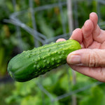 Picklebush Cucumber | 15 Seeds