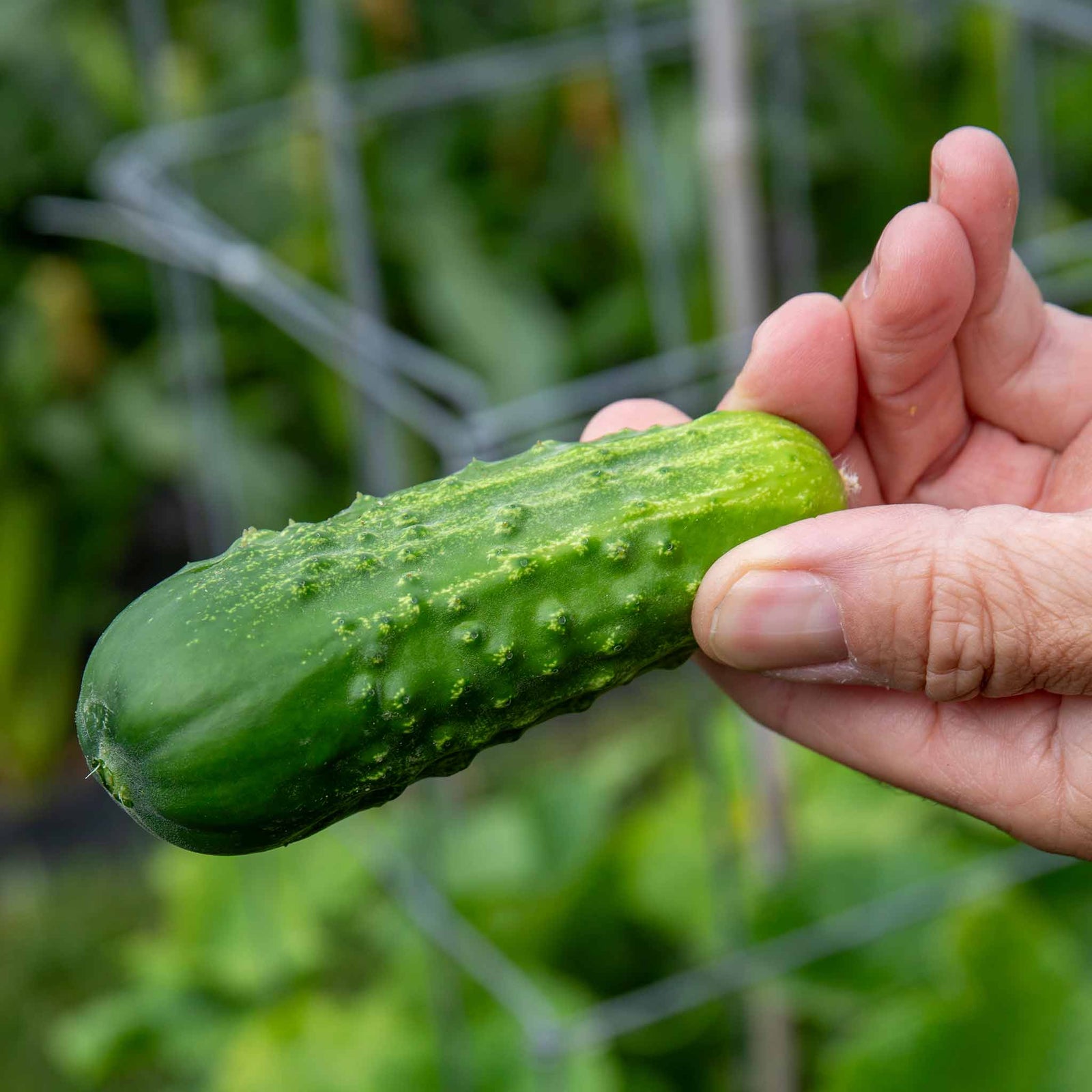 Picklebush Cucumber | 15 Seeds