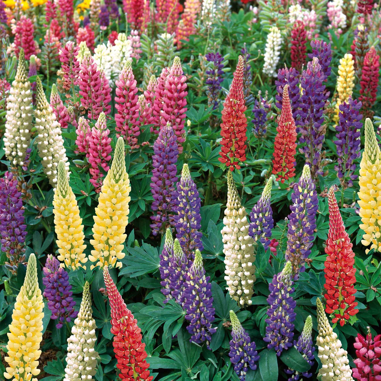 Lupin 'gallery Mix' - Hardy Herbaceous Perennials Garden Ready Plants | 20 x Pro Grower Plugs