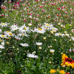 Leucanthemum 'madonna' White Daisy Perennial 50cm | 1 x 2L | Green & White
