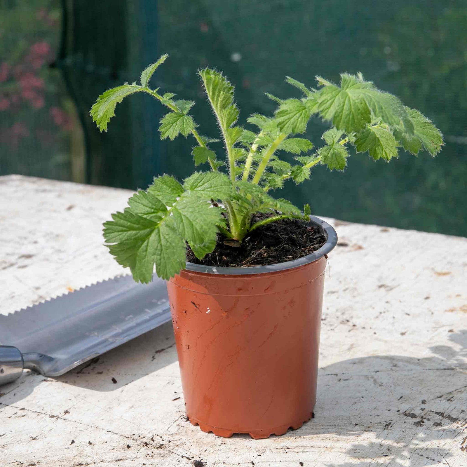 Geum 'totally Tangerine' Tangerine-orange Perennial | 3 x 9cm | Multi