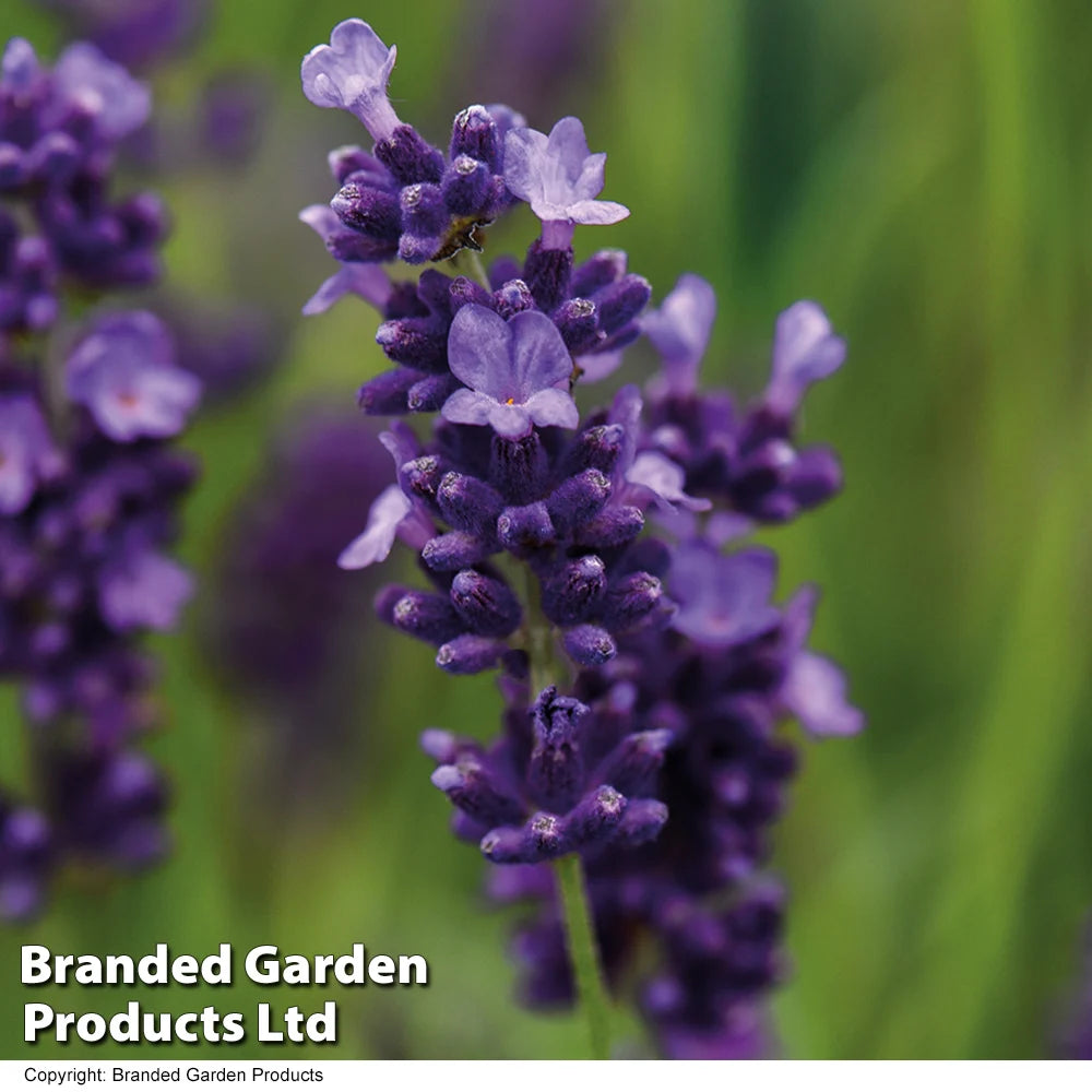 Lavender Hidcote Jumbo Plugs | 9 x Jumbo Plug Plants