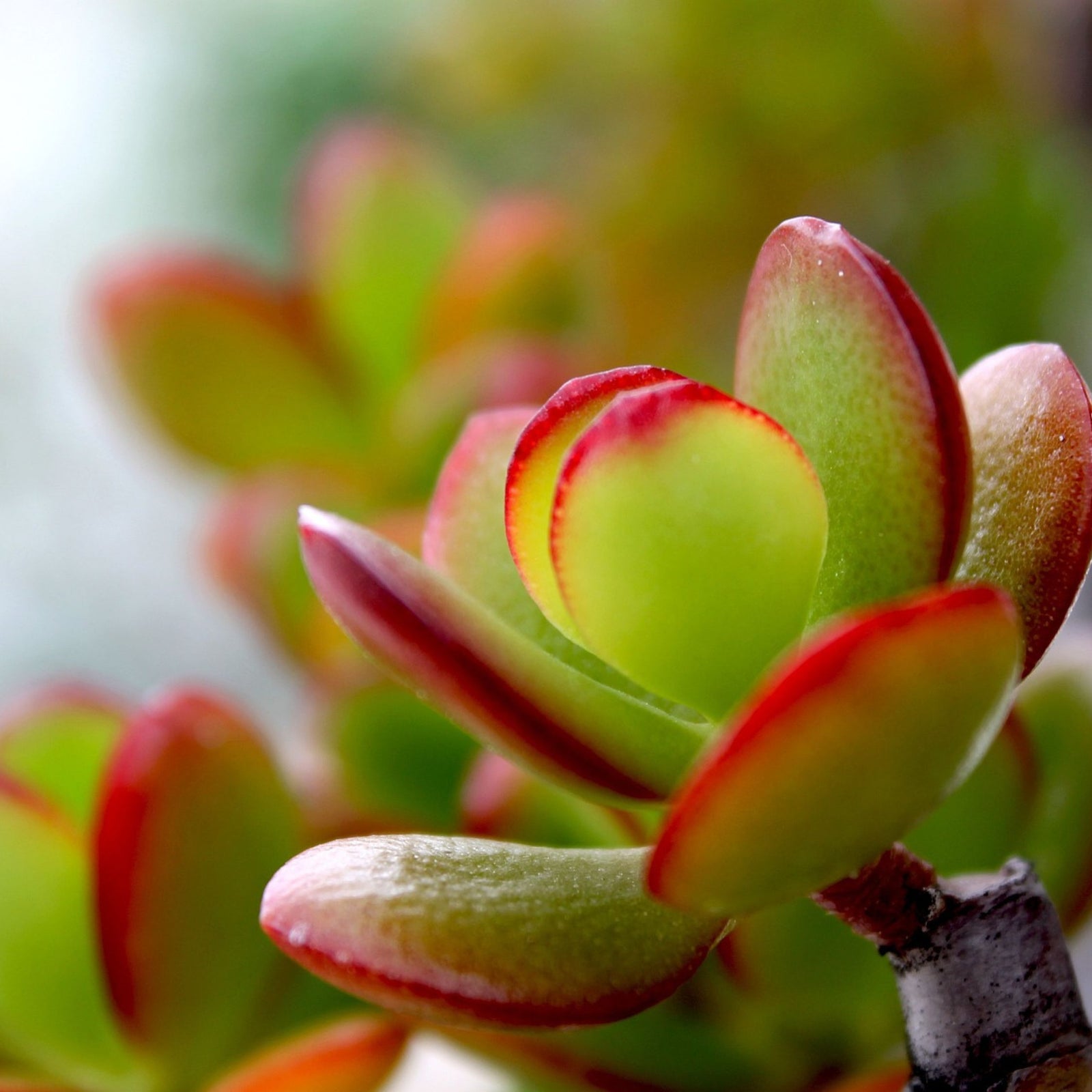 Jade Plant - Crassula Ovata 'sunset' - Height 45-50cm - ⌀23cm | Set of 1 | Green