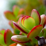 Jade Plant - Crassula Ovata 'sunset' - Height 30-35cm - ⌀17cm | Set of 1 | Green