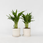 Areca Palm 'golden Cane' - 2 Pcs. - Dypsis Lutescens - Height 30-45cm - ⌀12cm | Set of 2 | Green