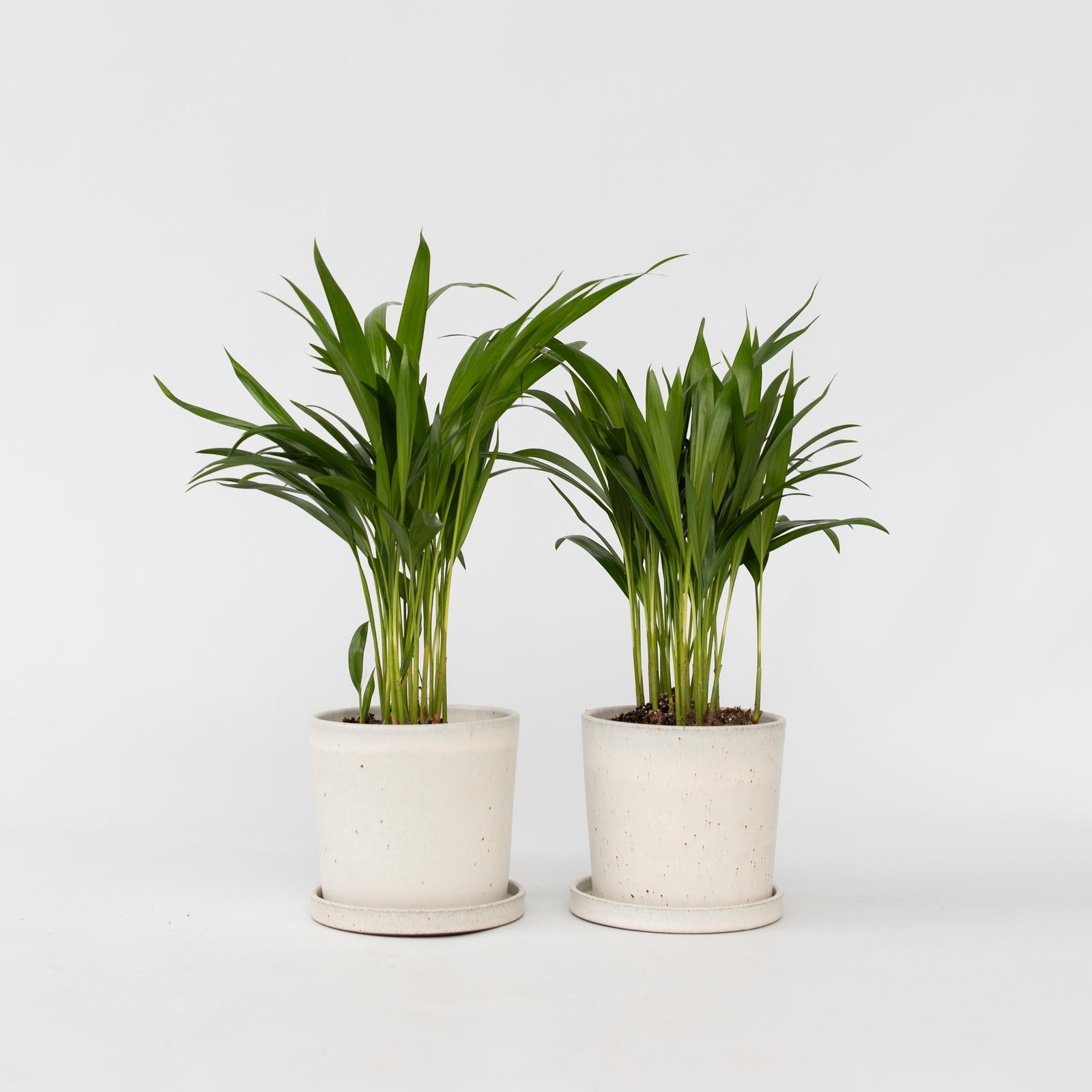 Areca Palm 'golden Cane' - 2 Pcs. - Dypsis Lutescens - Height 30-45cm - ⌀12cm | Set of 2 | Green