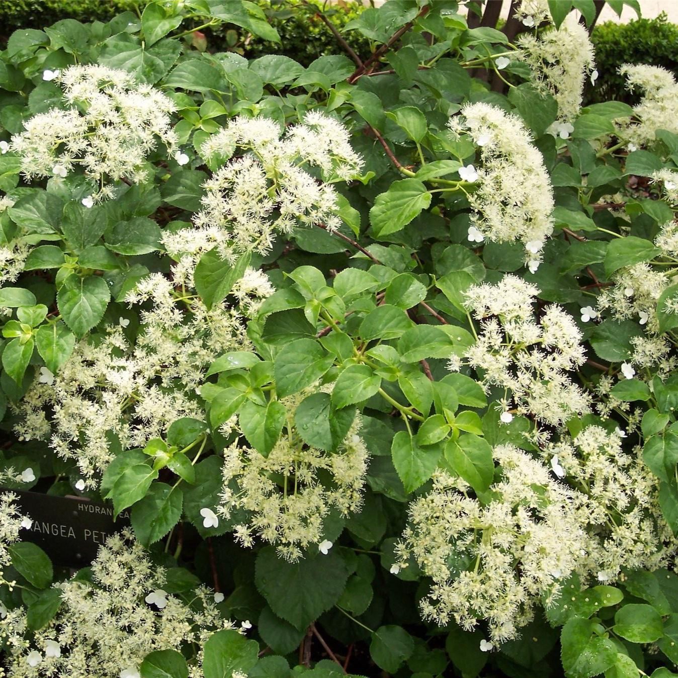 Hydrangea Petiolaris Climbing Hydrangea Plant 5ft Extra Large Supplied In A 7.5 Litre Pot
